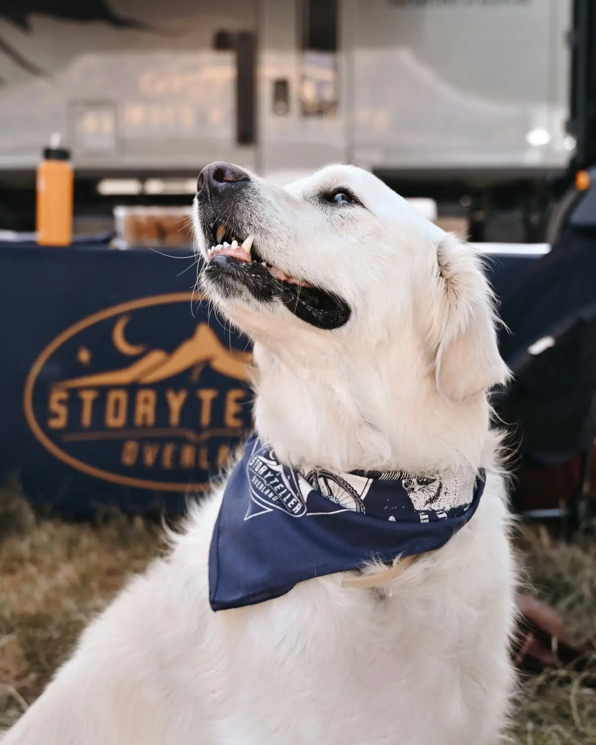 Bear Racing Bandana 1
