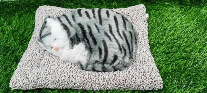 Car Dashboard Sleeping Cat 1